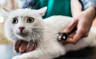 猫为什么会有蛔虫