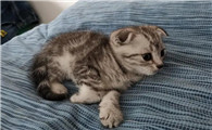 新手最适合养的猫