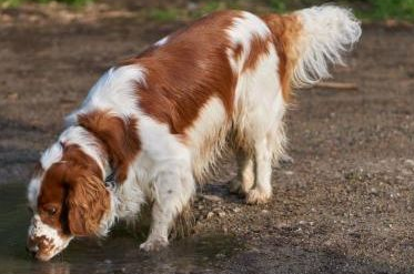 威尔士跳猎犬美容小技巧是什么？来一起看看吧