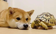 狗和乌龟的图片