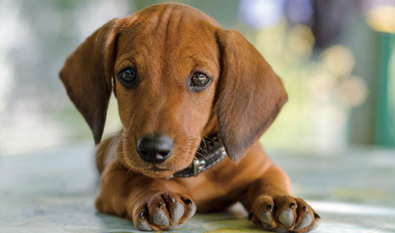 腊肠犬多大不会调皮？还要看怎么养