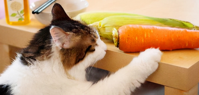 猫能吃的食物大全有哪些 猫能吃的食物大全有哪些