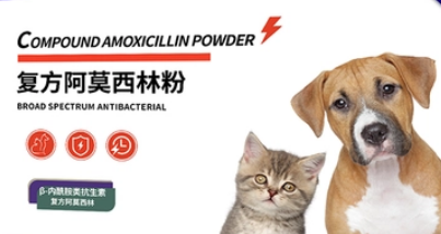 阿莫西林片宠物用的治什么