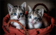 猫咪在线玩呢为什么