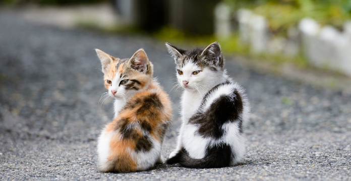 找猫神器一叫猫就来 找猫神器一叫猫就来