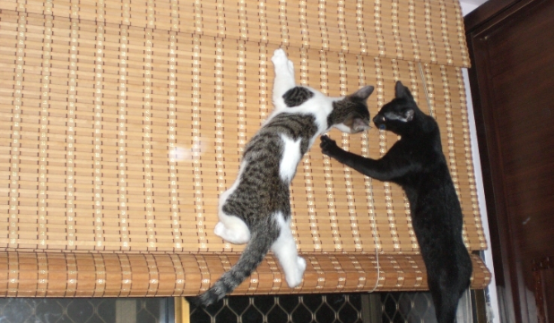 猫咪打架为什么会跳墙的原因