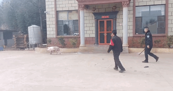 小猪结伴“出逃” 民警及时帮寻回 小猪结伴“出逃” 民警及时帮寻回