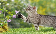 猫咪不能接触的花