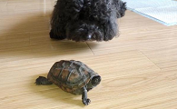 狗狗为何吃了活乌龟