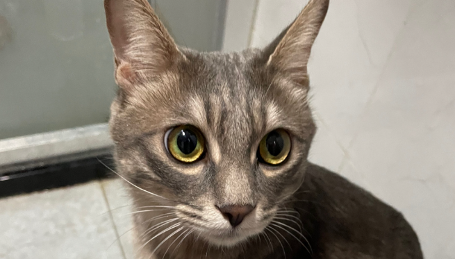 猫咪皮肤为什么是皱的呢 猫咪皮肤为什么是皱的呢