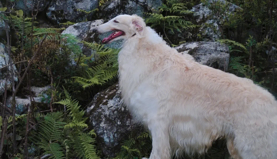 养宠知识：苏俄猎狼犬什么时候发情？