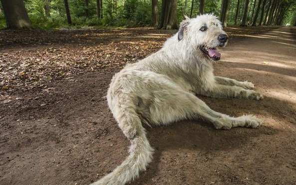 如何训练爱尔兰猎狼犬躺下？试试这几个办法