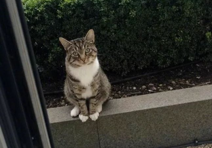 猫咪为什么会在门外等主人呢