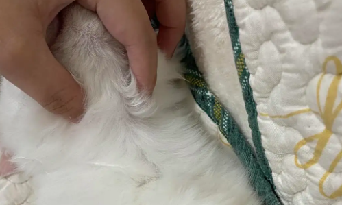 猫猫脖子上有个包是什么情况 猫猫脖子上有个包是什么情况