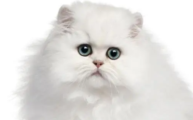 加菲猫和波斯猫长相区别？怎么区分它们呢？