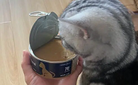 猫不吃冰箱里拿出来的罐头