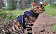 豹猫认主人的表现是什么？想养的人来看看吧