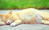 猫咪快生前一周有啥反应