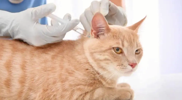 猫咪全套疫苗打下来要多少钱 猫咪全套疫苗打下来要多少钱