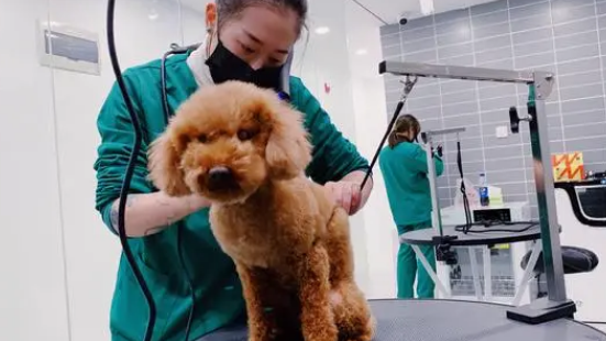 加盟宠物店哪个好 加盟宠物店哪个好