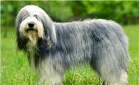 英国古代牧羊犬感冒怎么办?怎么治疗?