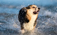 名犬养殖基地的狗狗可以买吗