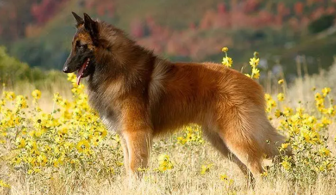 比利时牧羊犬捡东西怎么训练？赶紧学起来！