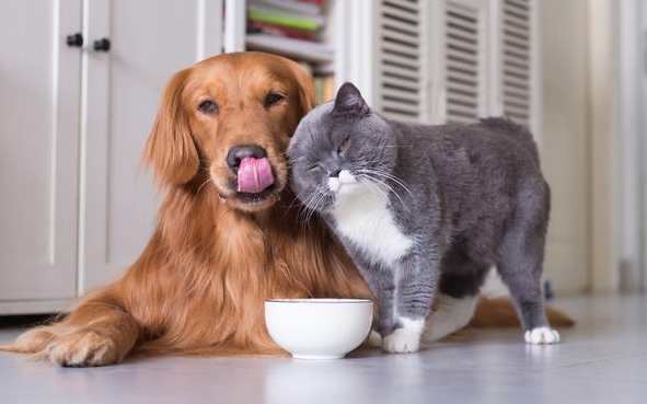 独居为什么要养猫狗狗