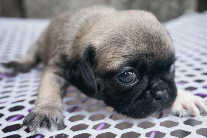巴哥犬拉肚子解决方法，快来get一下