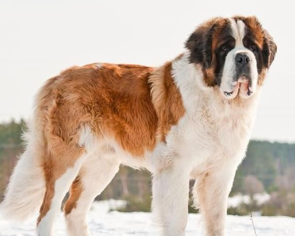 圣伯纳犬怀孕期间怎么照顾?一起来了解下 圣伯纳犬怀孕期间怎么照顾?一起来了解下