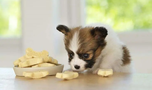 蝴蝶犬吃什么狗粮好?一起来看看 蝴蝶犬吃什么狗粮好?一起来看看