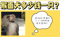 猴面犬多少钱一只？知道这个犬种的朋友多吗
