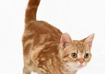 猫咪的尾巴为什么是立着长的