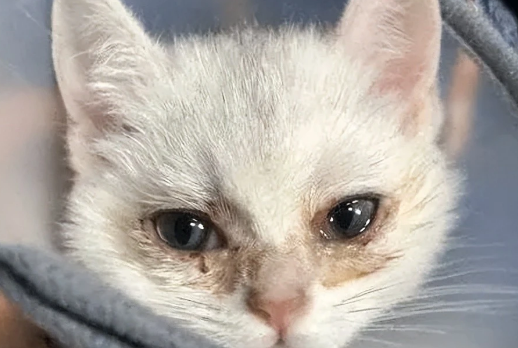 猫咪偶尔哭是因为什么原因 猫咪偶尔哭是因为什么原因