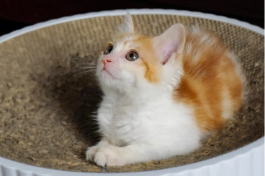 男生养猫等于养女朋友