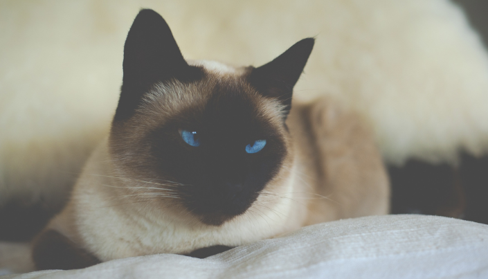 猫死后轮回下一世应该是什么