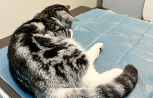 猫咪为什么腰疼腿疼的厉害 猫咪为什么腰疼腿疼的厉害
