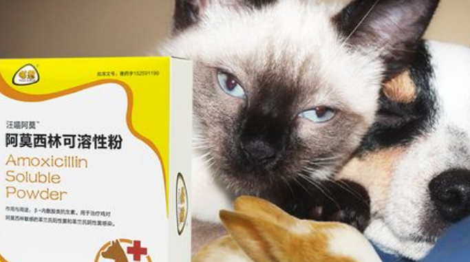 宠物阿莫西林一次吃多少 宠物阿莫西林一次吃多少