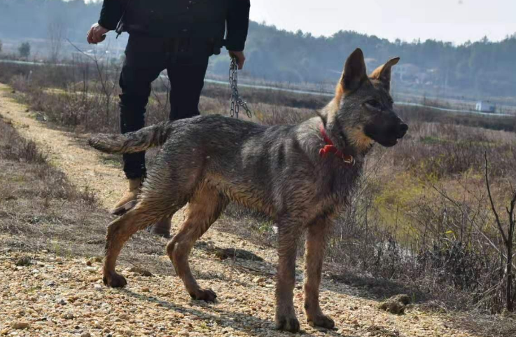昆明犬患皮肤病怎么治？你需要了解这些！