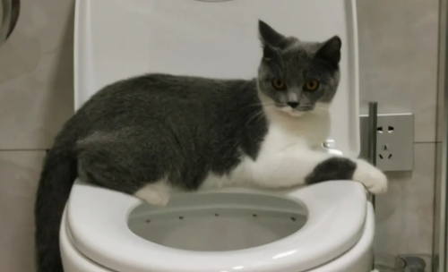 猫咪为什么总是喜欢趴厕所里