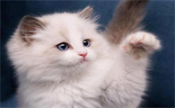 可爱长不大的猫品种