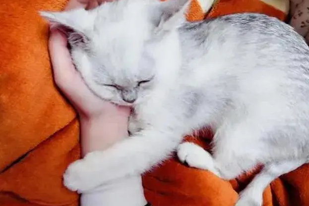 猫咪老爱蹭人为什么呢