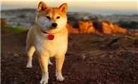 秋田犬什么时候发情?这个时间段要注意