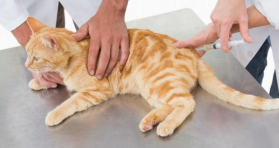 猫咪下半身瘫痪如何恢复 猫咪下半身瘫痪如何恢复