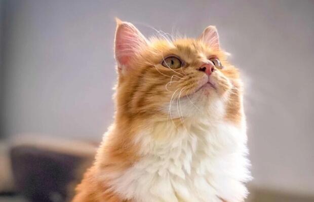 学生养猫影响学业吗