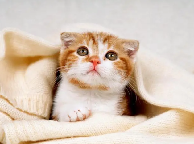 宠物店能收猫吗