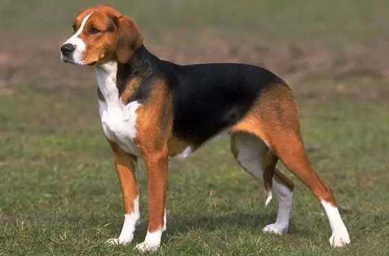 英国猎狐犬怎么养？这篇文章告诉你