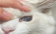 猫咪眼睛为什么突然眼屎多了