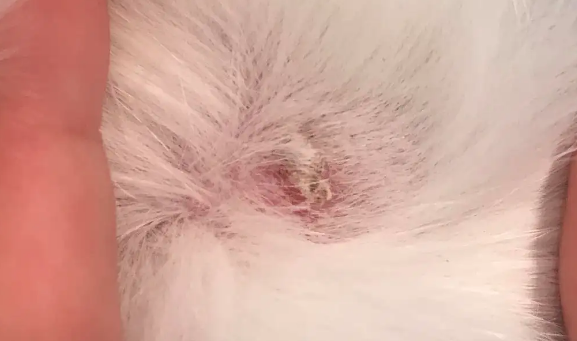 狼毒清可以治猫癣吗