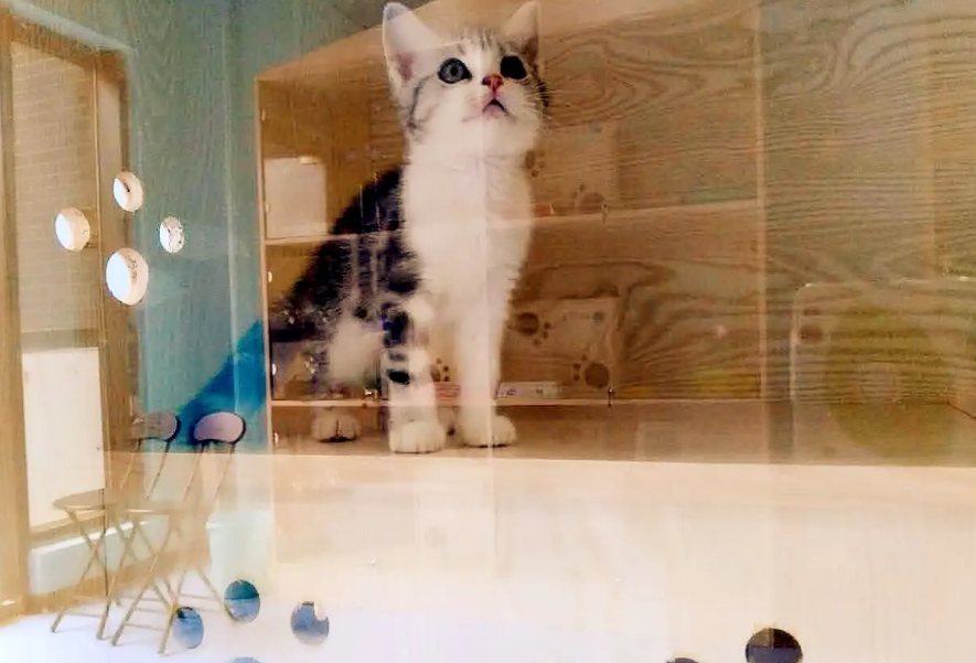 猫舍可以买猫吗